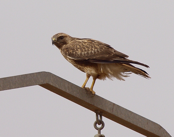  p>长尾鵟(学名: i>henicopernis longicauda /i>)为鹰科长尾鵟属的 a