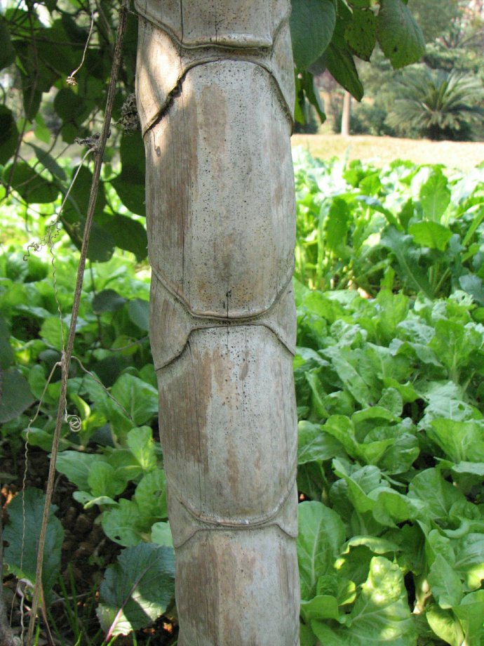  p>蕲竹源于桃枝竹,别名笛竹,丛竹,孝顺竹,蓬莱竹等.