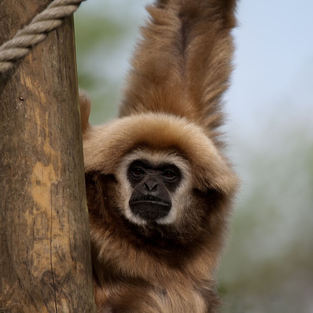  p>白掌长臂猿(学名: i>hylobates lar /i>),灵长目长臂猿科动物.