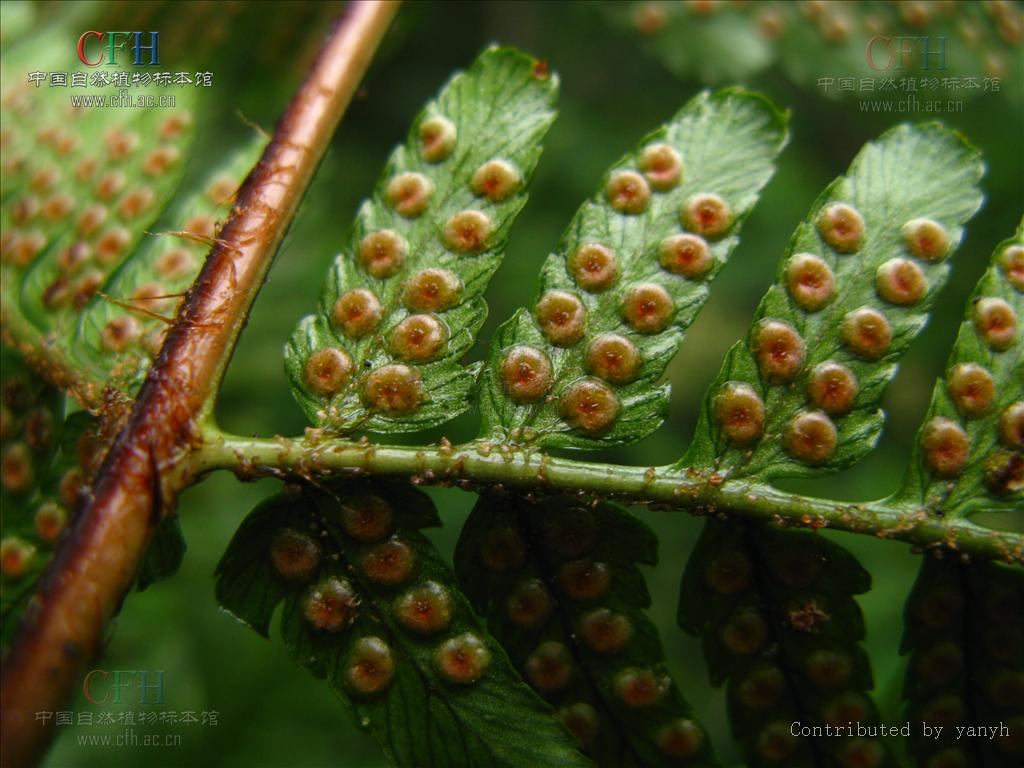 红褐鳞毛蕨