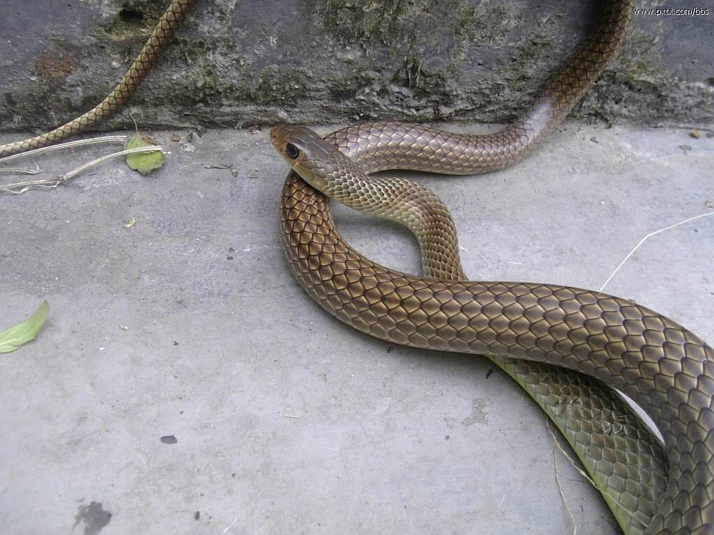  p>灰鼠蛇,学名ptyas korro,是 a target="_blank" href="/item/游蛇