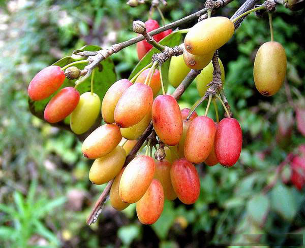  p>山茱萸属,山茱萸科的一种.