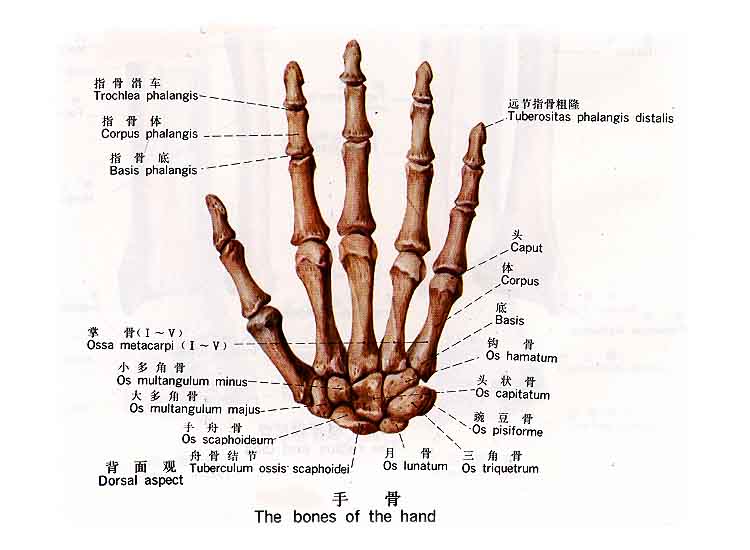  p data-id="gncoj8v28q">手骨为人体部位名