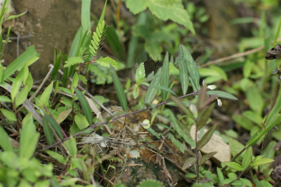 植物蛇胆草,分布于广东(海南)和广西.具有润肺,止咳,化痰之功效.