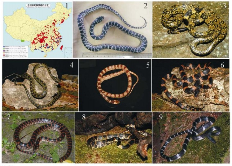 白环蛇(学名:lycodon aulicus)是游蛇科白环蛇属的爬行动物,主要