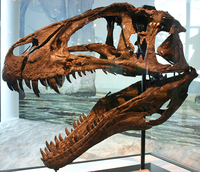  p>高棘龙(学名acrocanthosaurus),又名高脊龙,多脊龙或 a href="#"