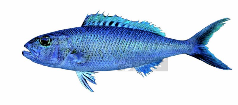 virescens),又名绿短鳍笛鲷(中国大陆),青吾鱼,蓝鲷(台湾),为 a