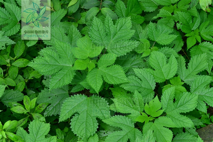  p>台湾蝎子草是荨麻科蝎子草属植物. /p>