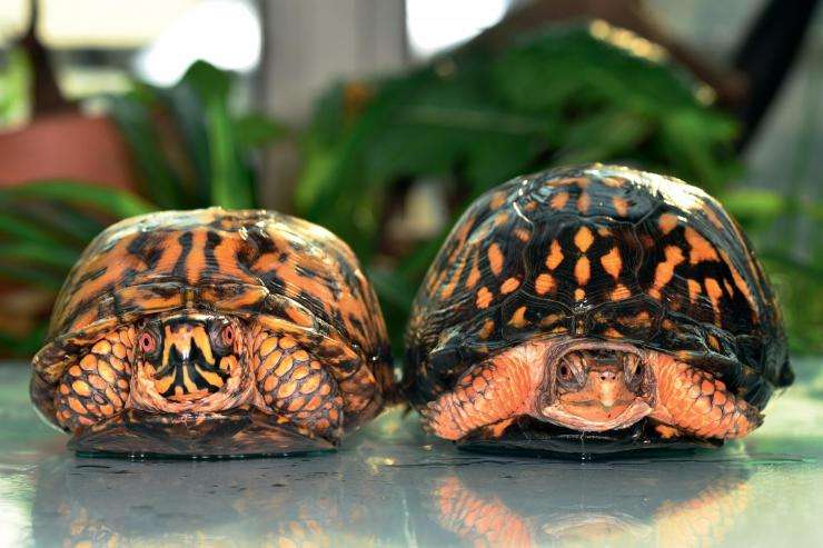  p>扁平陆龟是一种非常奇特的陆龟,如果没有见过它,那么光听名字或许