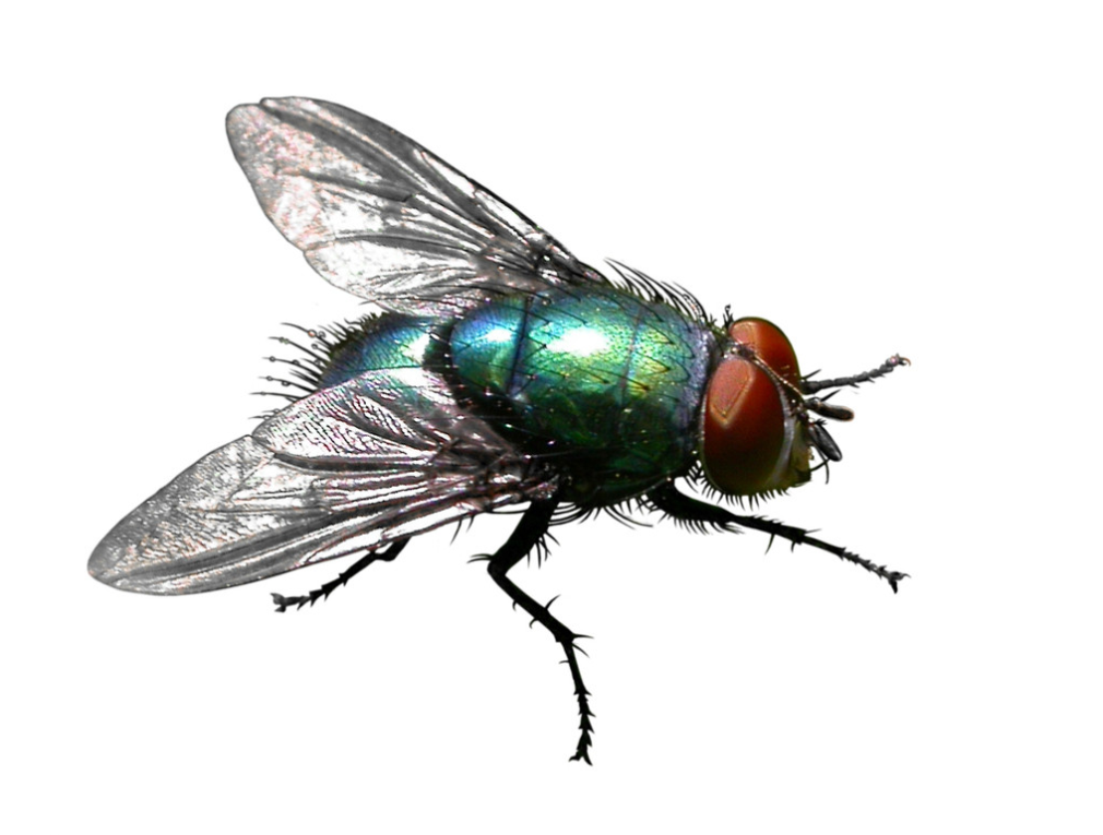  p>花蝇科(anthomyiidae), a href="#" data-lemmaid="1535158">双翅