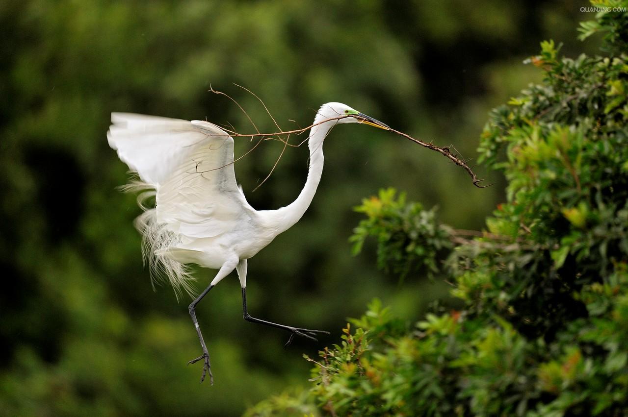  p>白鹭属( i>egretta /i>)是鹭科中的一个属,该属鸟类都是中型涉禽