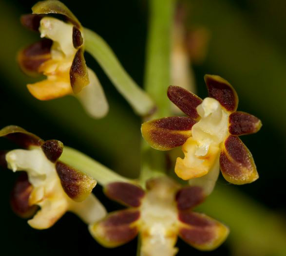  p>大叶隔距兰(学名: i>cleisostoma racemiferum /i> (lindl.