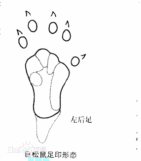  p>巨松鼠(学名 i>:ratufa bicolor /i>)也称为树狗,黑狸,藤狸,黑果狸