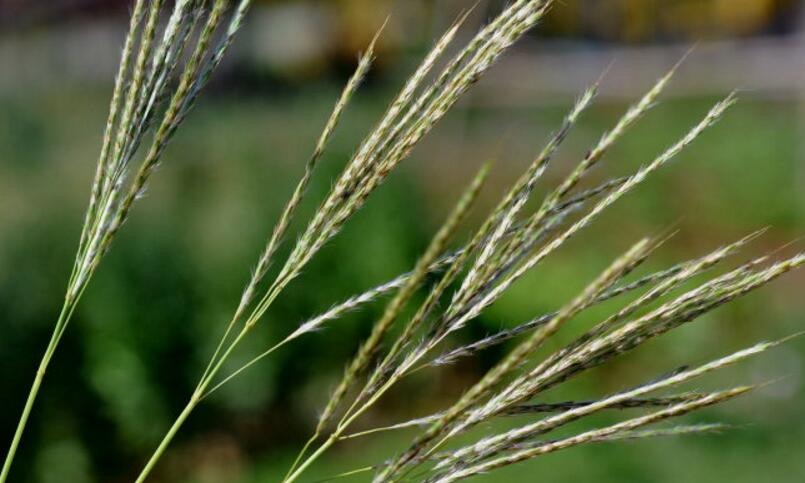 bothriochloa ischaemum (l.) keng