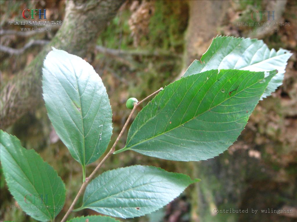  p>糙叶树属(aphananthe planch., nom. gen. cons.