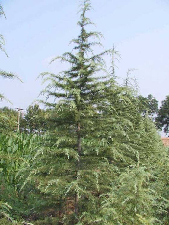  p>大西洋雪松(学名: i>cedrus atlantica /i>),为 a href="#" data