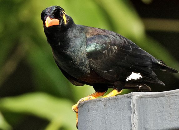 common hill myna
