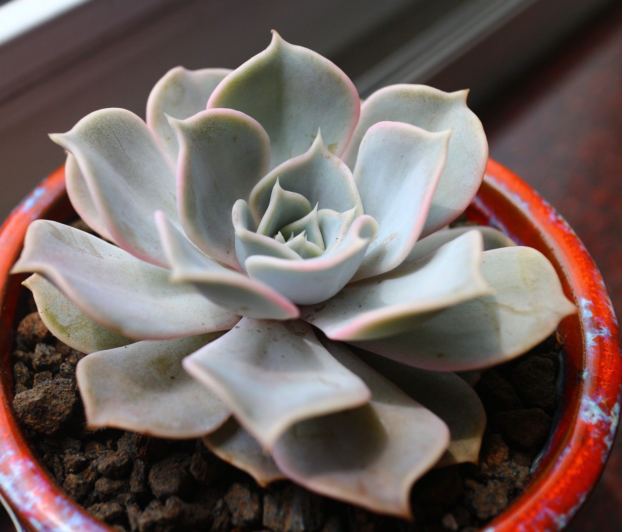 data-ctrid="tbc4zjybxb2q">丽娜莲为景天科拟石莲花属的多肉植物