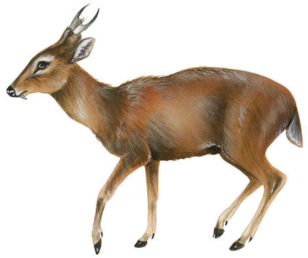 a>, a target="_blank" href="/item/脊椎动物亚门">脊椎动物亚门 /a>