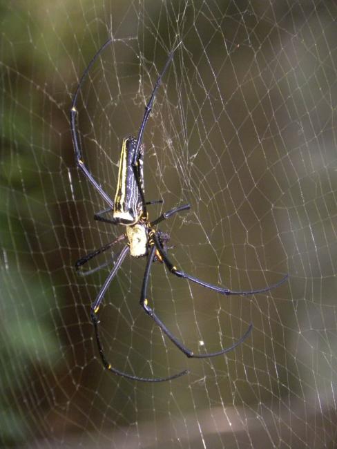 蜘蛛