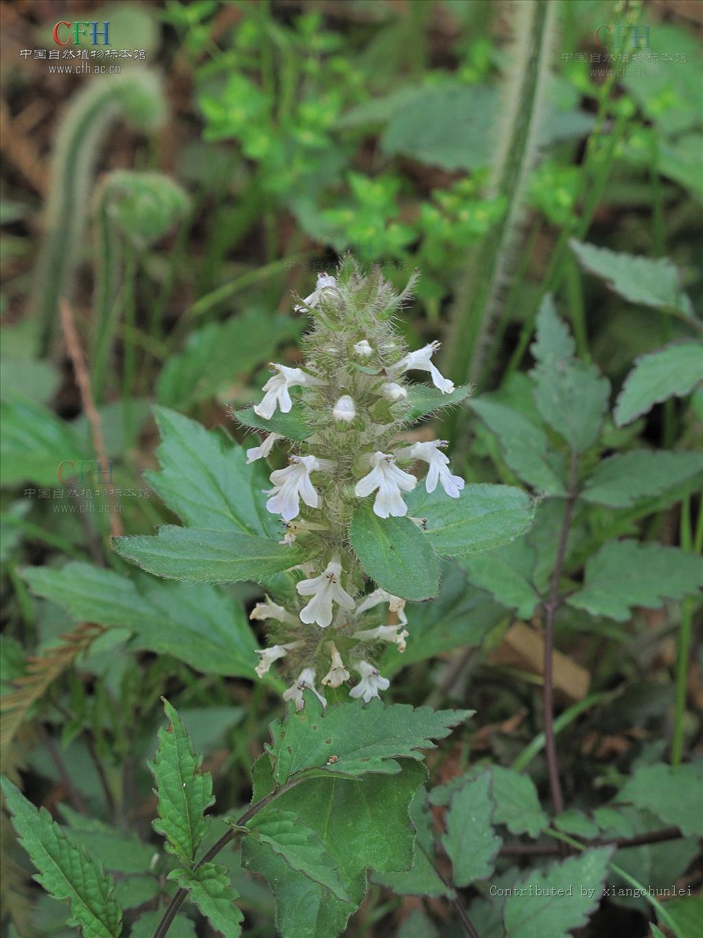  p> b>弯花筋骨草 /b>(学名: i> b>ajuga campylantha /b> /i>)为唇形