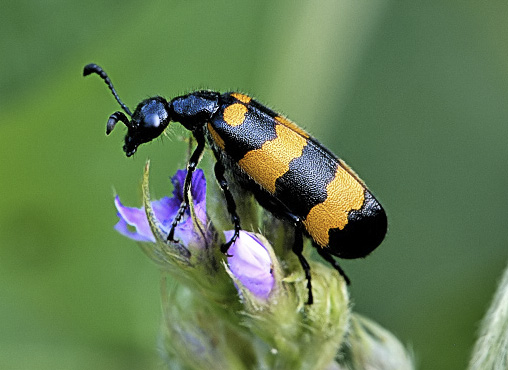  p>昆虫名,为鞘翅目,芫青科. 分布于中国,越南,印度.