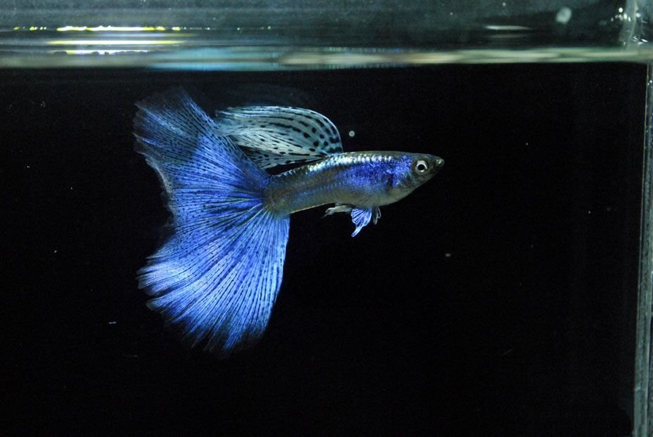  p>孔雀花鳉( i>poecilia reticulata /i>),俗名孔雀鱼,也称为凤尾鱼