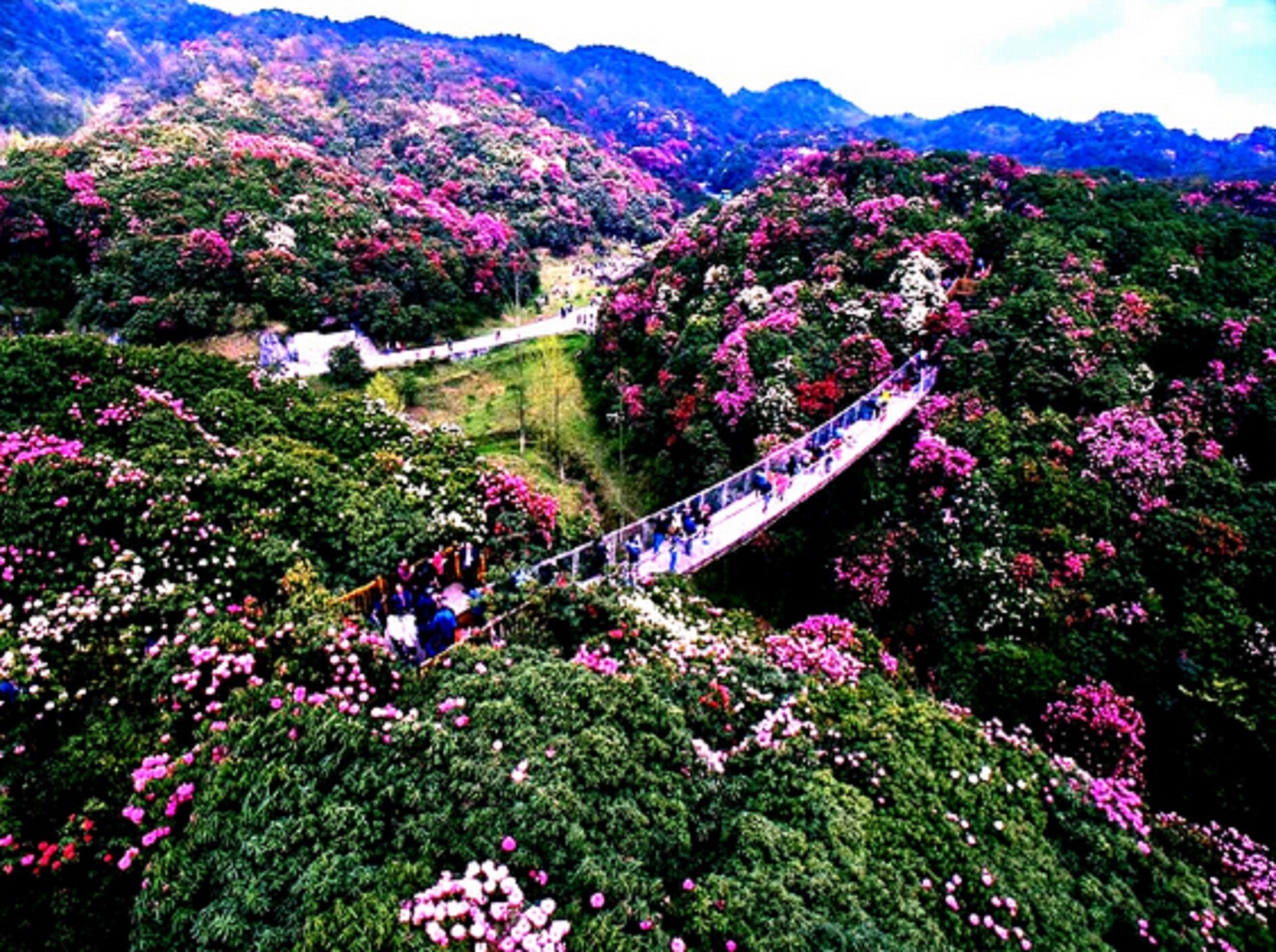 百里杜鹃风景区