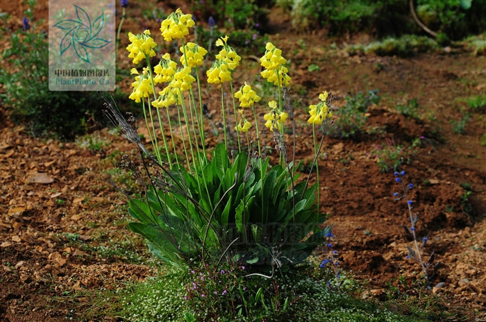 报春花科,报春花属多年生 a href="#">草本 /a>植物.