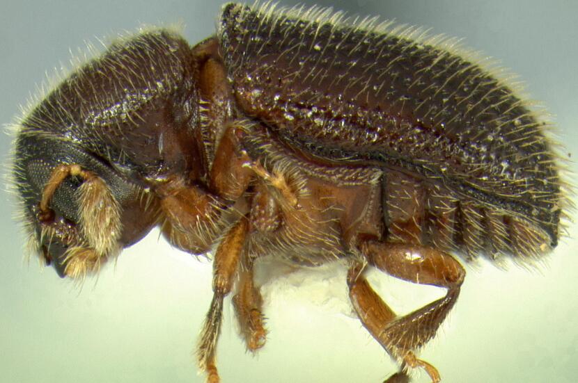  p>小蠹科(scolytidae),属昆虫纲 a href="#" data-lemmaid="1535103"