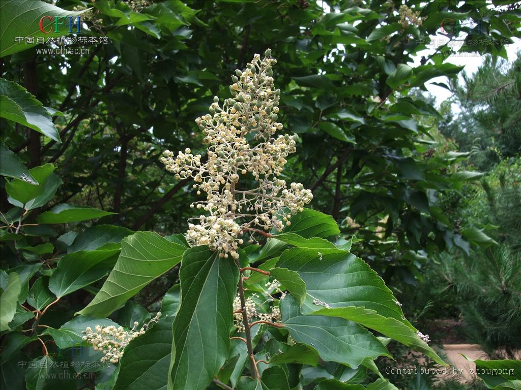 山拐枣属, a target="_blank" href="/item/大风子科/1626123" data