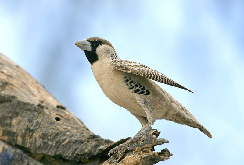  p>群居织巢鸟(学名: i>philetairus socius /i>):该物种是单属单种