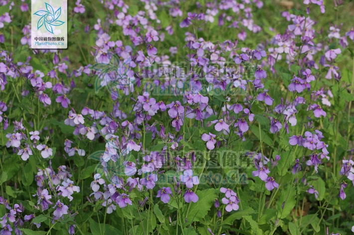  p>缺刻叶诸葛菜,十字花科, a target="_blank" href="/item/诸葛菜属