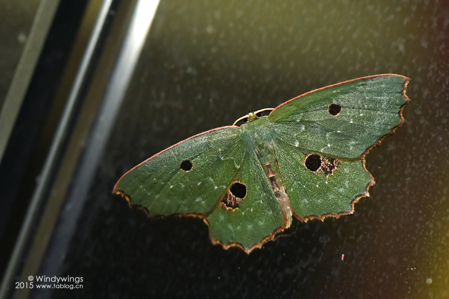 中国四眼绿尺蛾