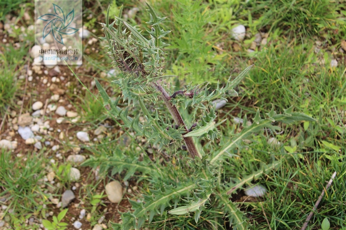  p>刺苞蓟(学名:cirsium henryi (franch.