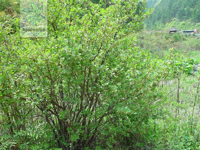 ribes alpestre var. gigantem
