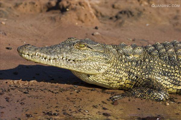  p>尼罗鳄(学名: i>crocodylus niloticus /i>),是非洲最大的鳄鱼和最
