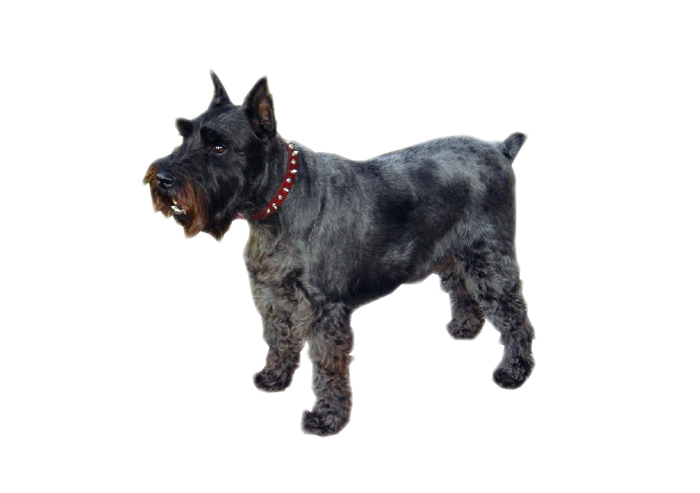  p> b>标准雪纳瑞 /b>是一种精力充沛,体格魁梧的 a href="#" data