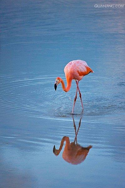  p>红鹳(学名: i>phoenicopterus roseus /i>)是红鹳科红鹳属的鸟类