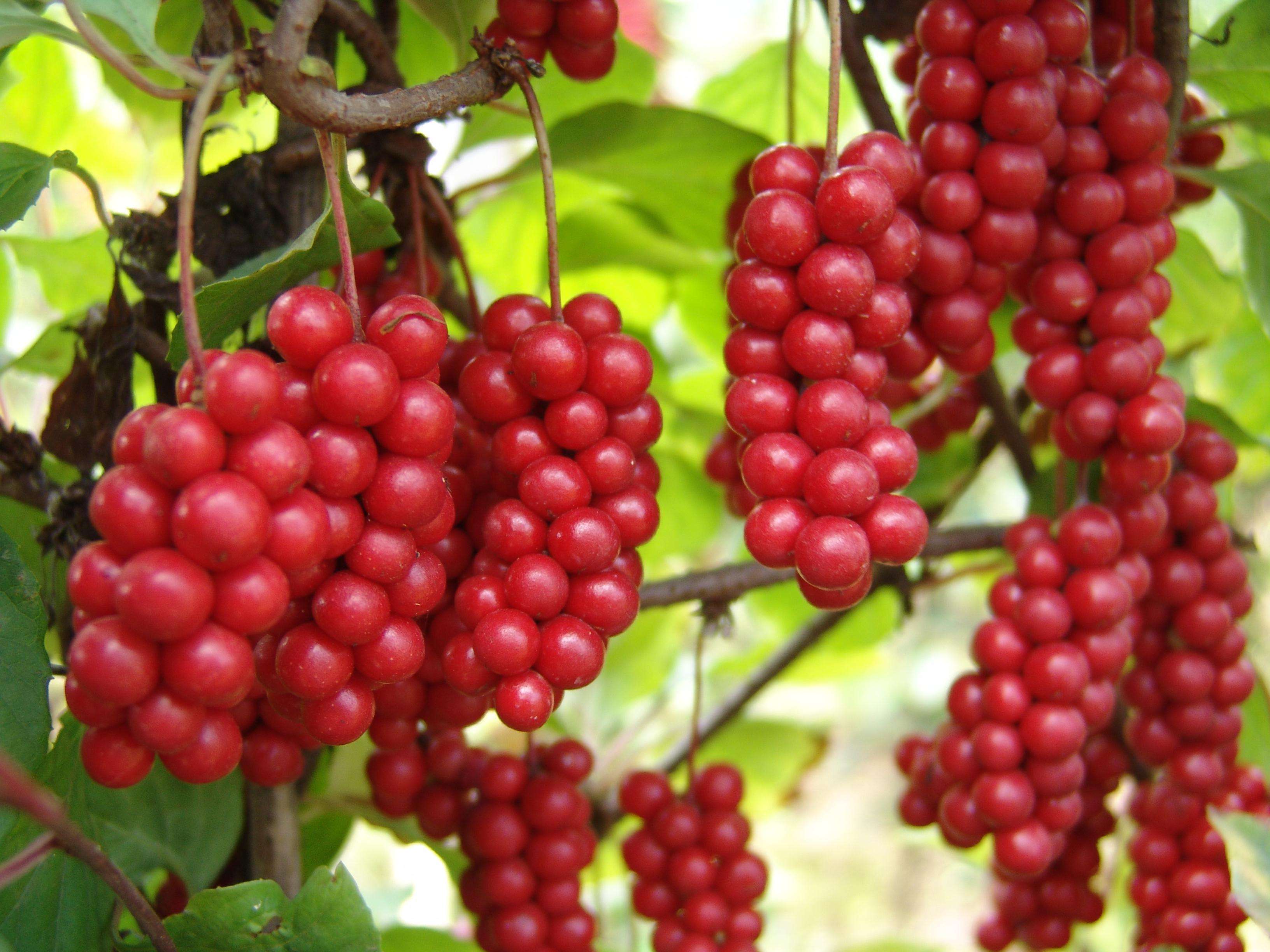 data-lemmaid="5253503">铁力市 /a>特产