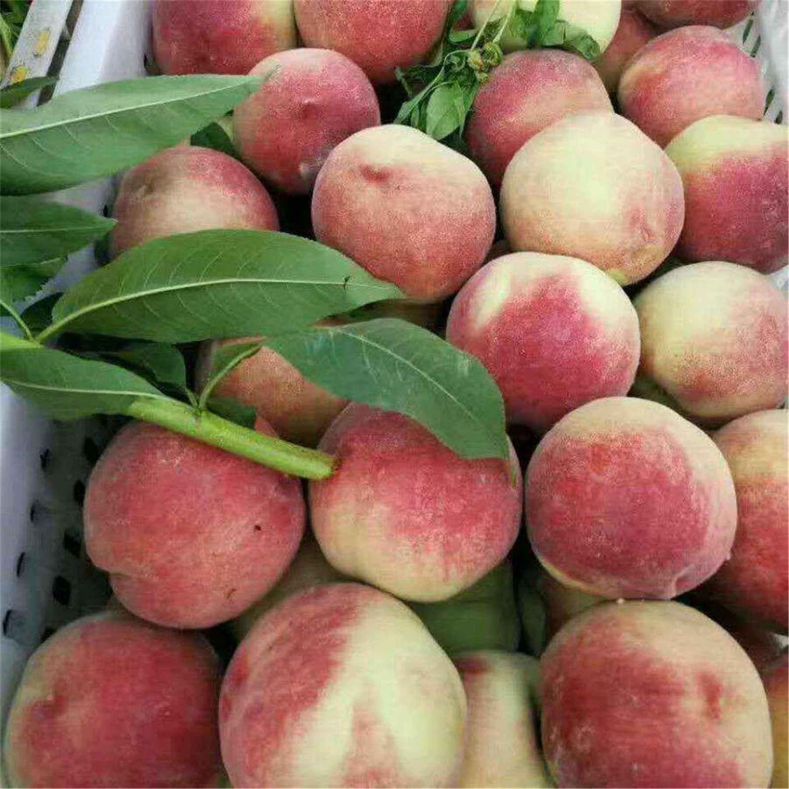  p>毛桃 a target="_blank" href="/item/落叶乔木/5201871" data