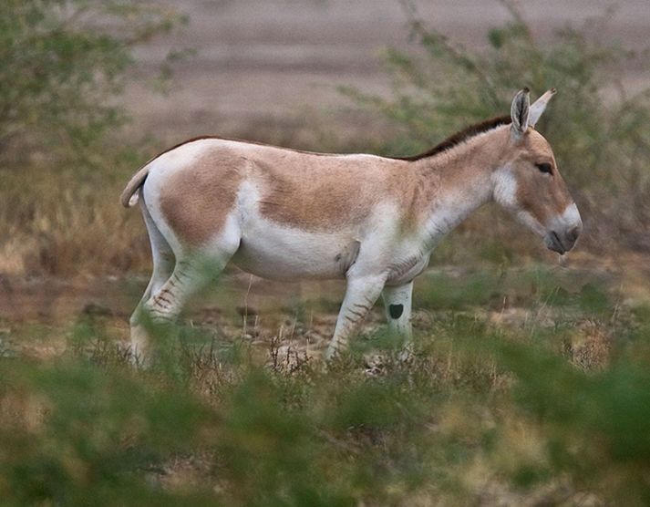  p>蒙古野驴(学名: i>equus hemionus /i>):外形似 a target="_blank"