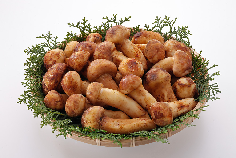  p>松茸蘑菇,学名松口蘑,又名大花菌, a target="_blank" href="/item