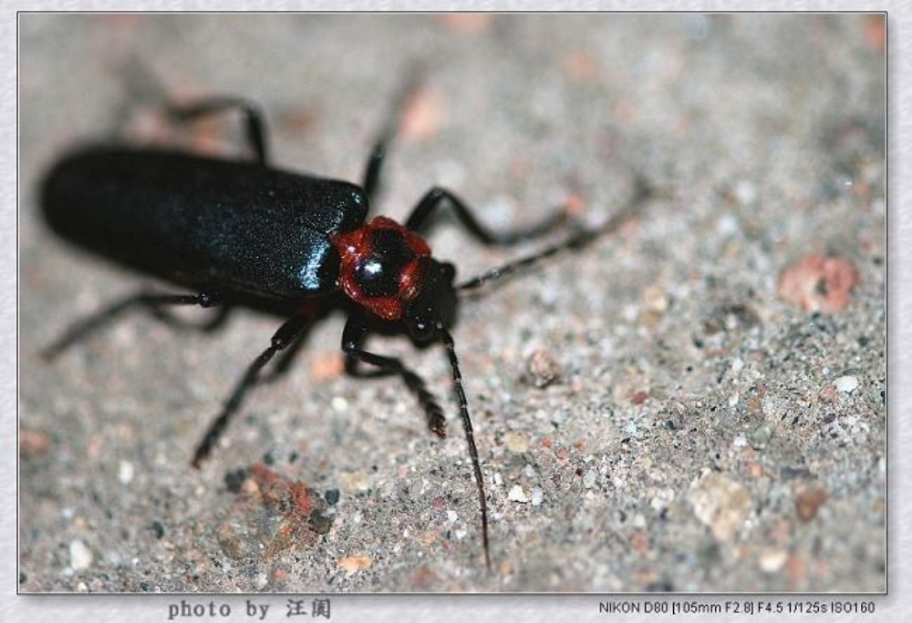  p>花萤科指的是 a>节肢动物门 /a>,六足亚门,昆虫纲,鞘翅目的一科.