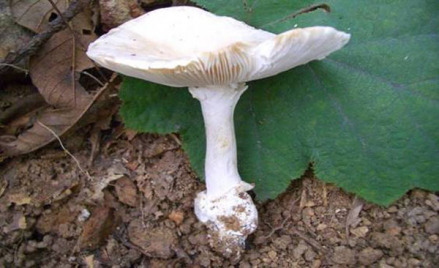 白毒鹅膏菌_百度百科