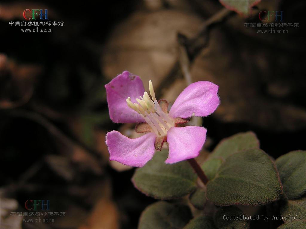  p>小叶野海棠,bredia microphylla h. l. li.