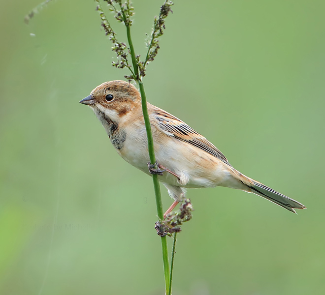 >):为 a target="_blank" href="/item/鹀科">鹀科 /a>鹀属的小型鹀鸟