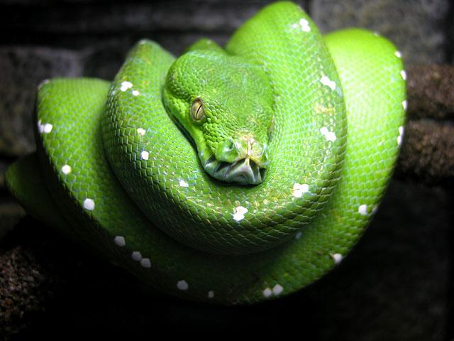 p>绿树蟒 i>(学名:chondropython viridis) /i>产于新几内亚,印度尼