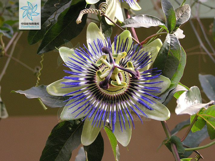  p>西番莲(学名: i>passiflora caerulea /i> l.
