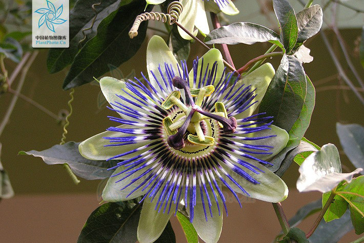 西番莲 西番莲科西番莲属植物 百度百科